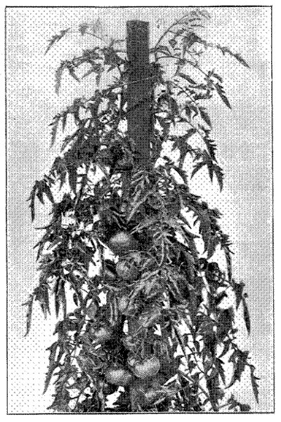 FIG. 33&mdash;ATLANTIC PRIZE, AND ITS NORMAL FOLIAGE