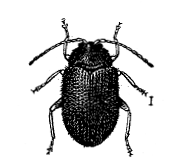 FIG. 36&mdash;FLEA-BEETLE