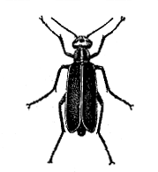 FIG. 37&mdash;MARGINED BLISTER BEETLE