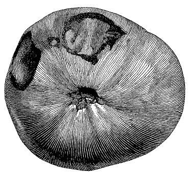 FIG. 43&mdash;POINT-ROT DISEASE OF THE TOMATO (Redrawn from N. Y. Expr. Sta. No. 125)