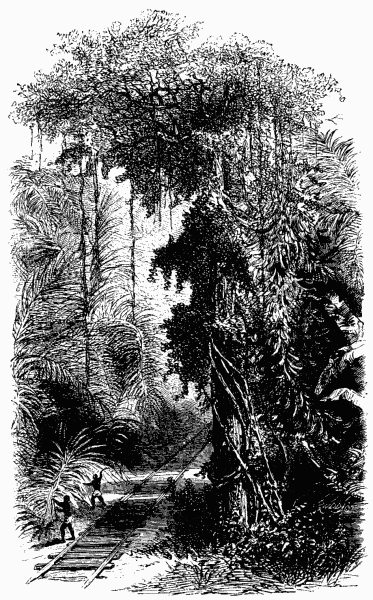 Panama Vegetation.&mdash;Page 22.