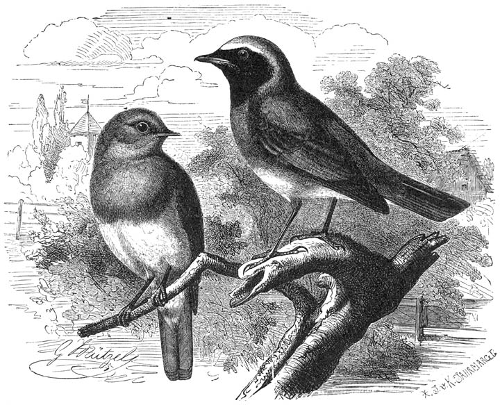 1) Roodborstje (Erithacus rubeculus). 2) Gekraagde Roodstaart (Erithacus phoenicurus). &frac12; v. d. ware grootte.