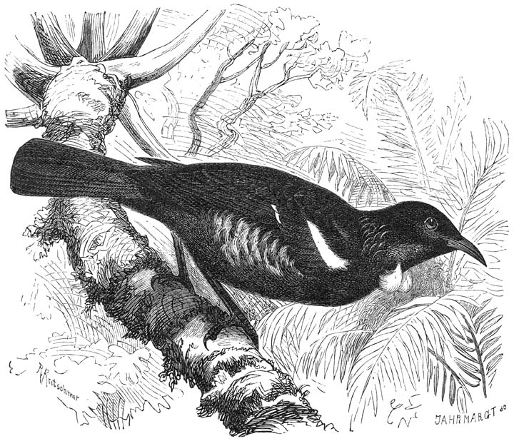 Po&euml; (Prosthemadera novae-seelandiae). 3/10 v. d. ware grootte.