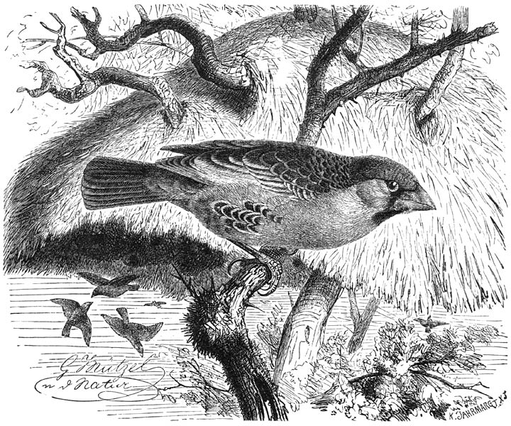 Republikein (Passer socius). &frac34; v. d. ware grootte.