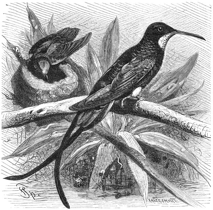 Topaaskolibrie (Topaza pella). &frac34; v. d. ware grootte.