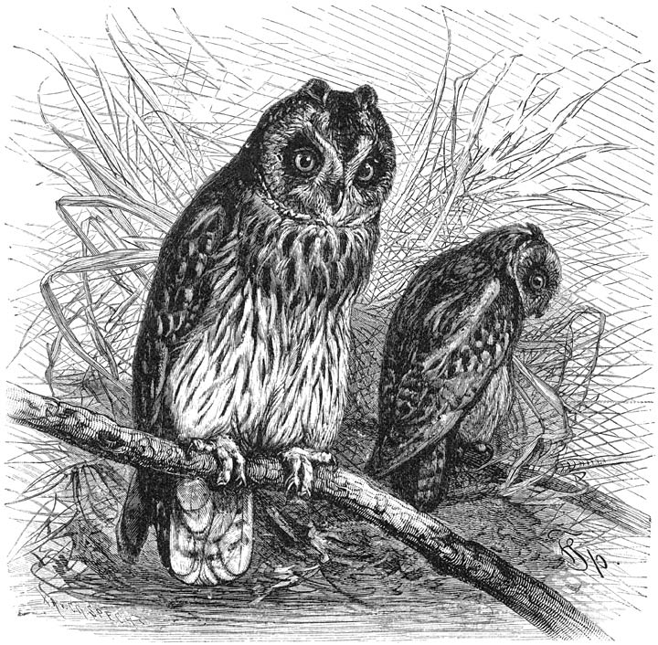 Velduil (Asio accipitrinus). ⅓ v. d. ware grootte.