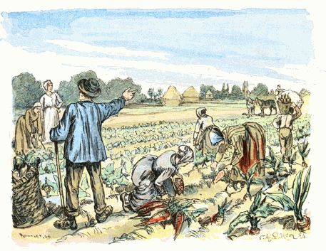 La R�colte des Betteraves