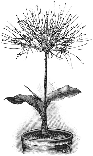 Fig. 122. H&aelig;manthus Kalbreyeri.
