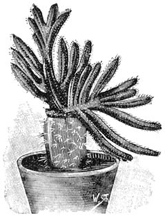 Fig. 192. Cereus flagelliformis monstrosa, ge&euml;nt op een Opuntia.