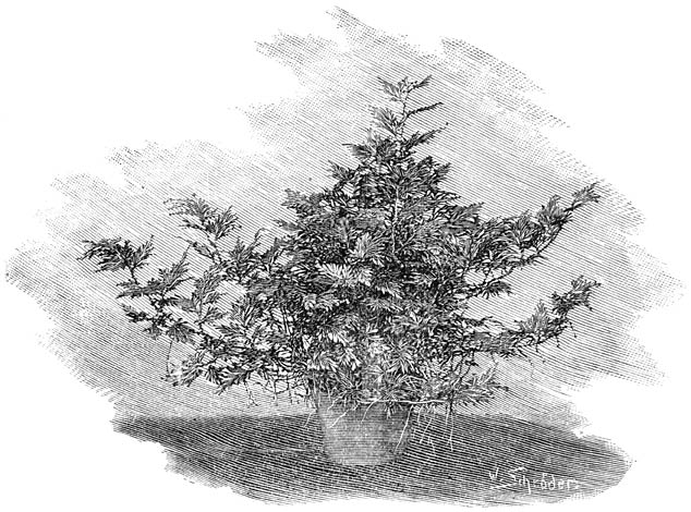 Fig. 250. Selaginella in&aelig;qualifolia.
