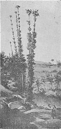 Paisagem―Aguarella de M. San Rom&atilde;o