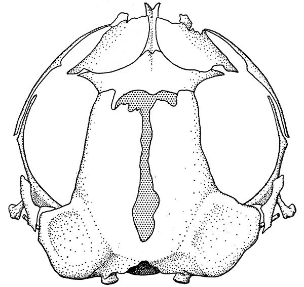 Fig. 3. Dorsal view of skull of Allophryne (AMNH 70110). &times; 12.