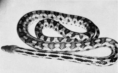 Fig. 2. Pituophis lineaticollis lineaticollis from Dos Aguas, Michoacán,
UMMZ 119567. Approx. 1/3 natural size.
