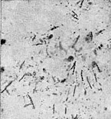 Shredded Preparation of Bulgarian Original Yoghourt