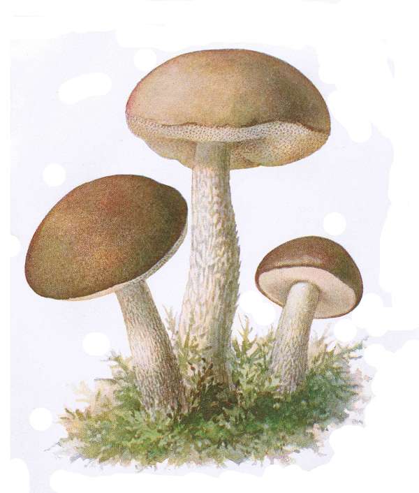 14. Birken-R&ouml;hrling. Birkenpilz, Kapuzinerpilz. E&szlig;bar.