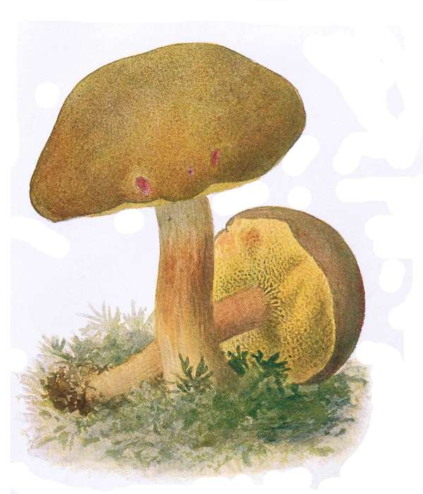 16. Filz-R&ouml;hrling. Ziegenlippe. E&szlig;bar.