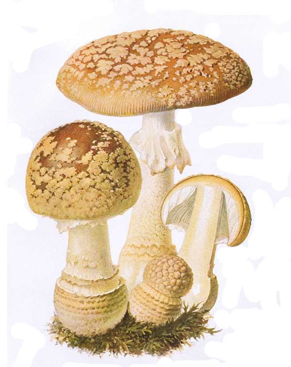 21. K&ouml;nigs-Fliegenpilz. Sehr giftig!