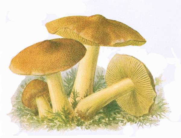 30. Echter Ritterling. Gr&uuml;nling, Gr&uuml;nreizker. E&szlig;bar.