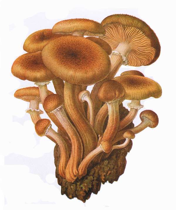 33. Honiggelber Hallimasch. E&szlig;bar.