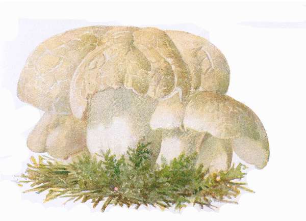 37. Schaf-Porling. Schafeuter. E&szlig;bar.