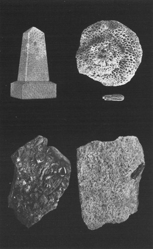 By permission of the American Museum of Natural History

Fossil corals Coquina, Hippurite limestone