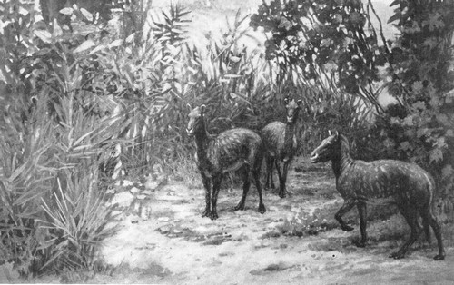 By permission of the American Museum of Natural History

Restoration of a small four-toed ancestor of the horse family, Eohippus
venticolus. Lower Eocene of Wyoming