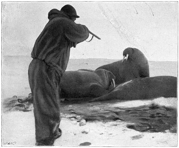 &ldquo;I Photographed Him and the Walrus&rdquo;