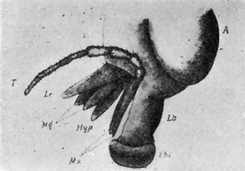 74. Mouth parts of Simulium. After
Gr�nberg.
