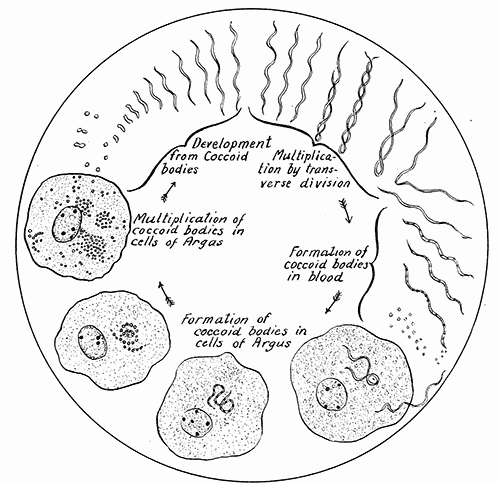 143. Spiroch�ta gallinarum. After Hindle.