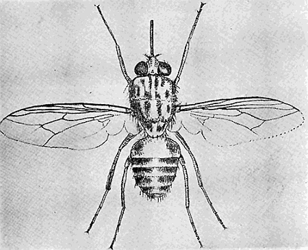 165. Glossina morsitans. (�4.) After Austen.