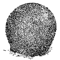 Illustration: Fig. 17.&mdash;Gemmule of
Spongilla indica seen from the side (from type specimen), magnified.