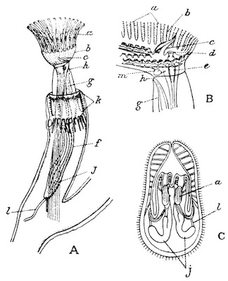 Illustration: Fig. 40.&mdash;Structure of
the Plumatellina (after Allman).