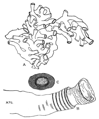 Illustration: Fig. 44.&mdash;Plumatella
tanganyik� from Igatpuri Lake.