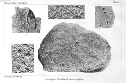 Illustration: Spongilla, Tubella,
Corvospongilla.
