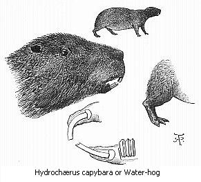 Hydroch&aelig;rus capybara of Water-hog