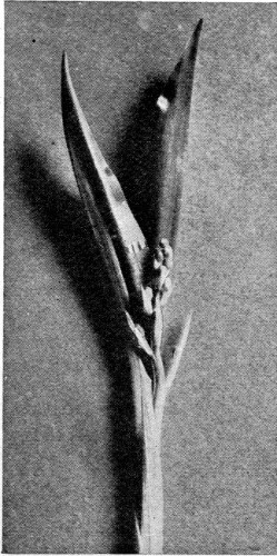 9.&mdash;THIRTY-ONE DAYS' GROWTH. THE FLOWER-STEM RAPIDLY
GROWING.