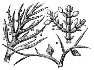 Fig. 65.

Three seaweeds of Fig. 63 much magnified to
show fruits. (Harvey.)

2, Sphacelaria filicina. 3, Polysiphonia
urceolata. 4, Corallina officinalis.
