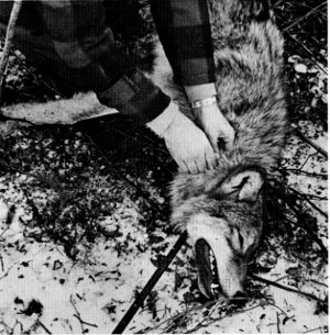 Figure 10.&mdash;A radio transmitter collar was placed
around the neck of each trapped wolf. (Photo
courtesy of D. L. Breneman.)
