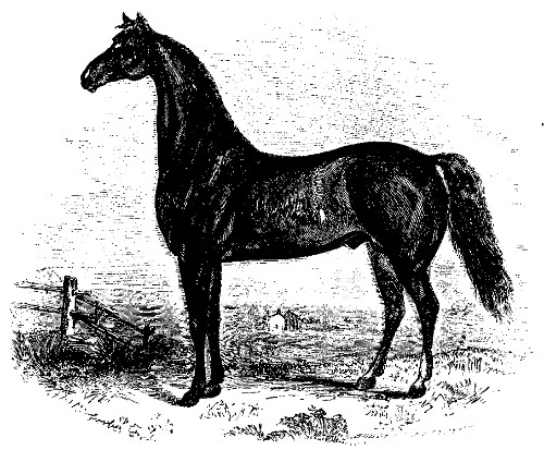 CONSTERNATION.

Best thorough-bred horse over four years old: owned by John B. Burnet.