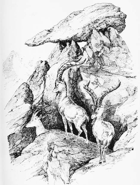 Plate XXI.

Page 143.

IBEX-HUNTING&mdash;THE TWO OLD RAMS AT THE "CANNON-ROCK."