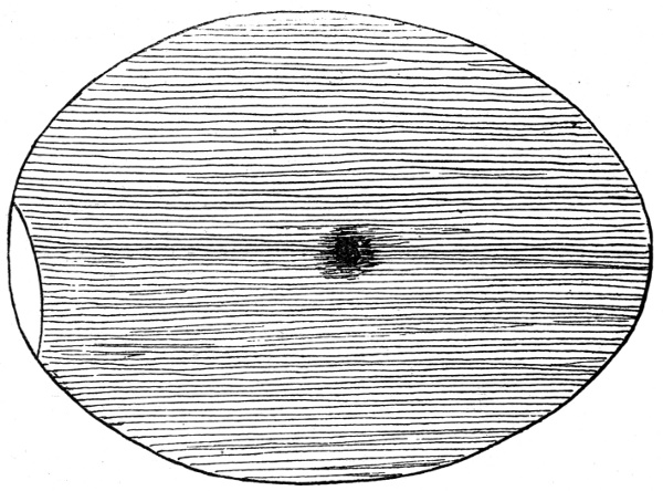 Figure 2.&mdash;Egg at End of 48 Hours.