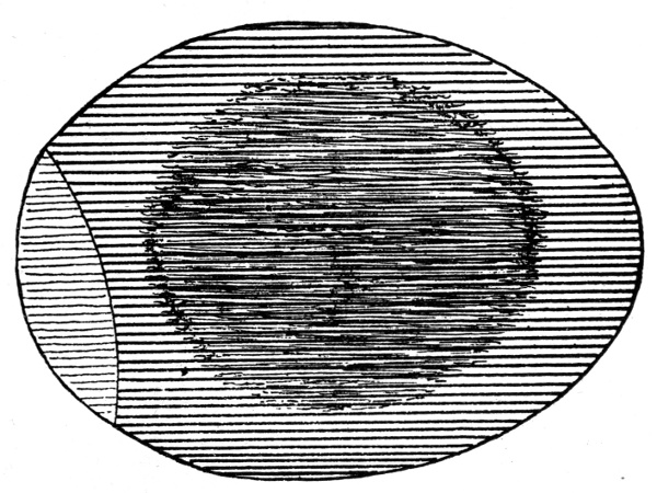 Figure 6.&mdash;Egg at End of 144 Hours.