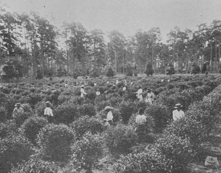 Fig. 38.&mdash;Picking Tea. "Pinehurst," South Carolina.