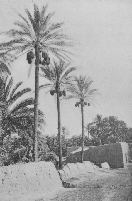 Fig. 54.&mdash;Date Palms loaded with Ripe Fruit, Biskra, Algeria.
(Year Book U. S. Department of Agriculture, 1900.)