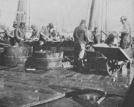 Fig. 20.&mdash;Splitting Codfish.
