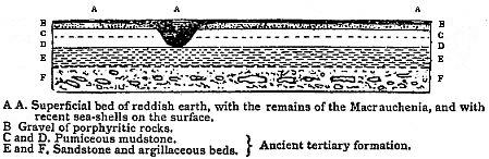 [Illustration:
Section of the lowest plain at Port S. Julian.]