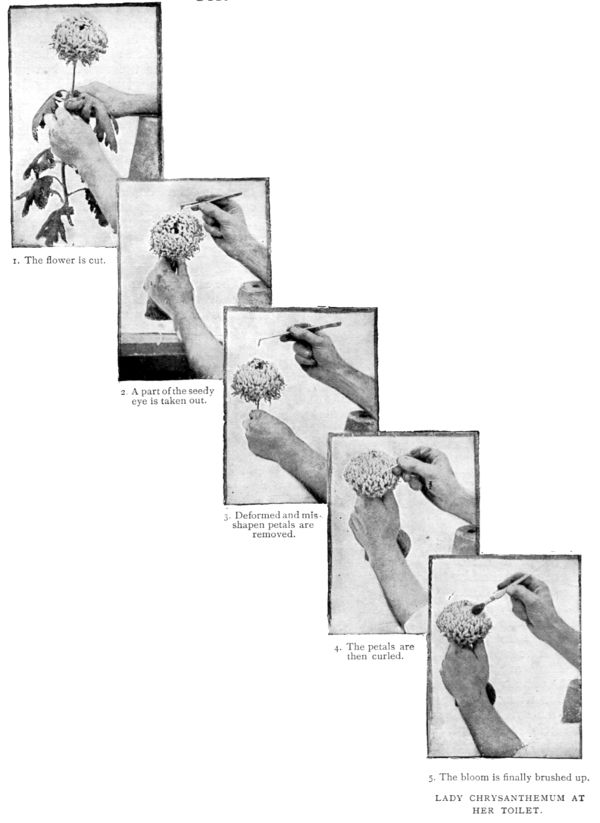 LADY CHRYSANTHEMUM AT HER TOILET.
1. The flower is cut.
2. A part of the seedy eye is taken out.
3. Deformed and misshapen petals are removed.
4. The petals are then curled.
5. The bloom is finally brushed up.