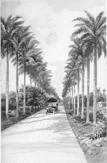 AN AVENUE OF PALMS

The splendid highways which under the Republic have been created in all
parts of Cuba have not been left as mere roadways, but have been
provided with hundreds of thousands of shade trees, for the comfort of
travellers as well as for the scenic beauty which they enhance. There
are hundreds of miles of driveways shaded and adorned with stately palms
or other trees, like that shown in the illustration.