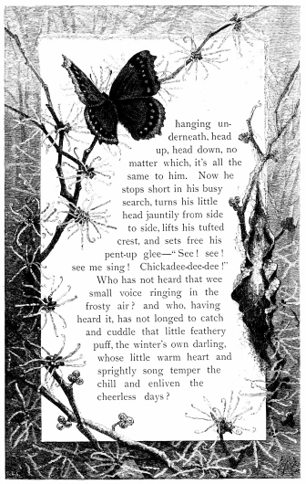 hanging underneath, head up, head down, no matter which,
it’s all the same to him. Now he stops short in his busy search, turns
his little head jauntily from side to side, lifts his tufted crest, and
sets free his pent-up glee&mdash;“See! see! see me sing! Chickadee-dee-dee!”
Who has not heard that wee small voice ringing in the frosty air? and
who, having heard it, has not longed to catch and cuddle that little
feathery puff, the winter’s own darling, whose little warm heart and
sprightly song temper the chill and enliven the cheerless days?