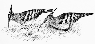 HOOPOES

On the lawn at Jerez, March 19, 1910.